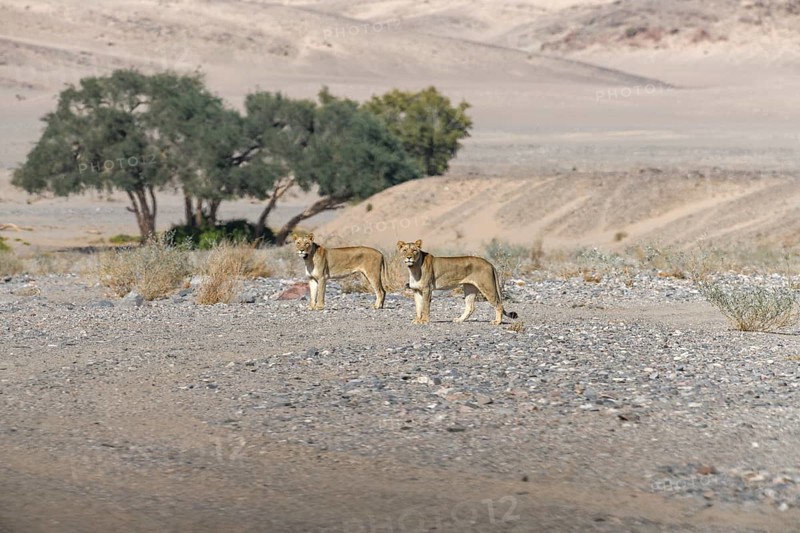 Desert lions (Panthera leo) in the Hoanib dry river, females, Kaokoveld, Kunene region, Namibia, Africa