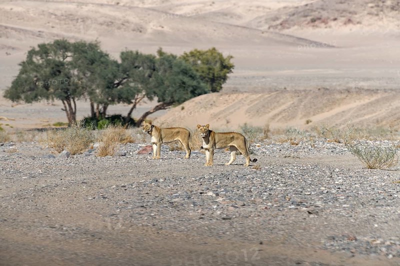 Desert lions (Panthera leo) in the Hoanib dry river, females, Kaokoveld, Kunene region, Namibia, Africa