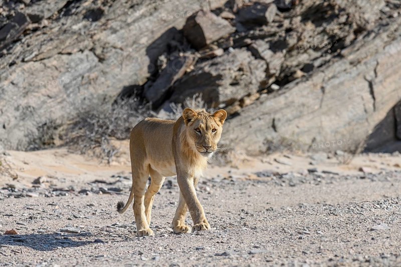 Young desert lion (Panthera leo) in the Hoanib dry river, male animal, Kaokoveld, Kunene region, Namibia, Africa