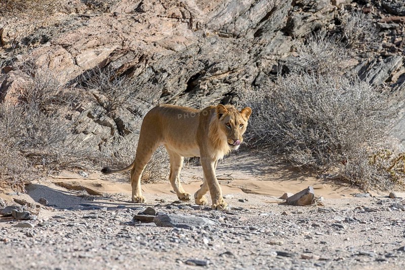 Young desert lion (Panthera leo) in the Hoanib dry river, male animal, Kaokoveld, Kunene region, Namibia, Africa