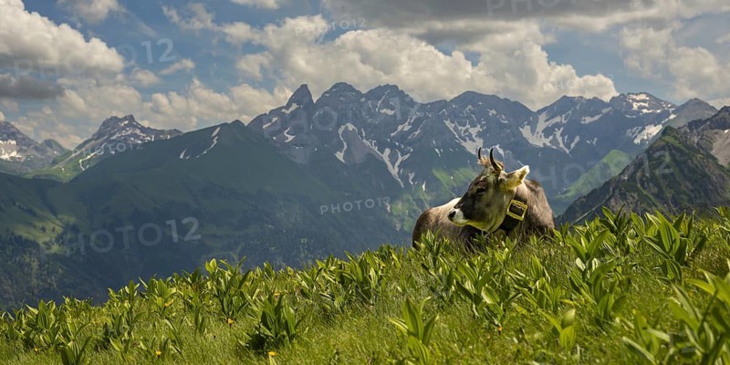 Allgäu brown cattle (Bos primigenius taurus) on the Fellhorn, behind them the Allgäu main ridge with Trettachspitze, Mädelegabel, Bockkarkopf and Hochfrottspitze, Allgäu Alps, Allgäu, Bavaria, Germany, Europe