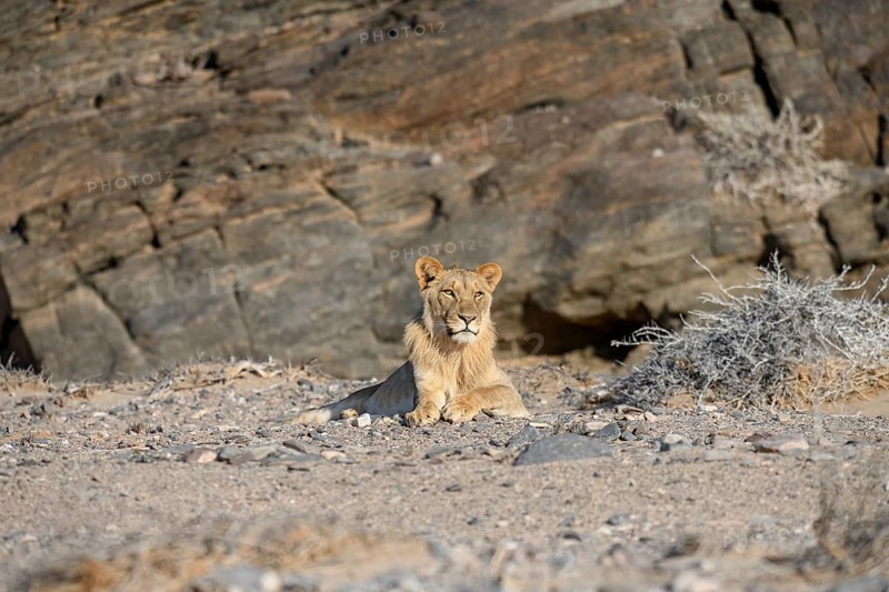 Young desert lion (Panthera leo) in the Hoanib dry river, male animal, Kaokoveld, Kunene region, Namibia, Africa