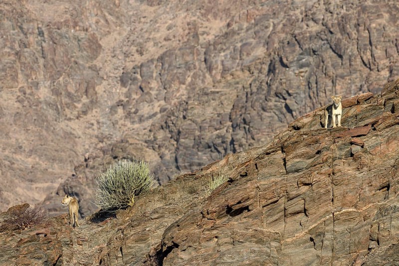 Desert lions (Panthera leo) on a rock in the Hoanib dry river, females, Kaokoveld, Kunene region, Namibia, Africa