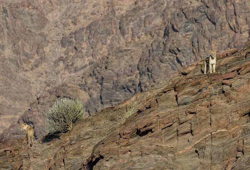 Desert lions (Panthera leo) on a rock in the Hoanib dry river, females, Kaokoveld, Kunene region, Namibia, Africa
