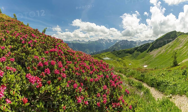 Alpine rose blossom, panorama from the Fellhorn over the Schlappoldsee and mountain station of the Fellhornbahn to the central main ridge of the Allgäu Alps, Allgäu, Bavaria, Germany, Europe