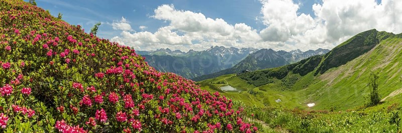 Alpine rose blossom, panorama from the Fellhorn over the Schlappoldsee and mountain station of the Fellhornbahn to the central main ridge of the Allgäu Alps, Allgäu, Bavaria, Germany, Europe