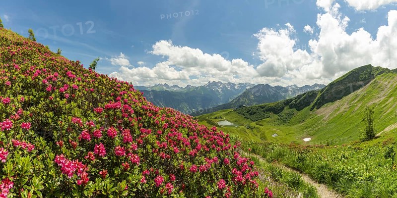 Alpine rose blossom, panorama from the Fellhorn over the Schlappoldsee and mountain station of the Fellhornbahn to the central main ridge of the Allgäu Alps, Allgäu, Bavaria, Germany, Europe