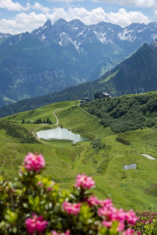 Alpine rose blossom, panorama from the Fellhorn over the Schlappoldsee and mountain station of the Fellhornbahn to the central main ridge of the Allgäu Alps, Allgäu, Bavaria, Germany, Europe