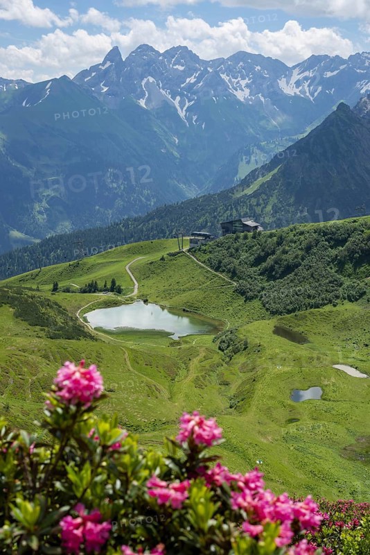Alpine rose blossom, panorama from the Fellhorn over the Schlappoldsee and mountain station of the Fellhornbahn to the central main ridge of the Allgäu Alps, Allgäu, Bavaria, Germany, Europe