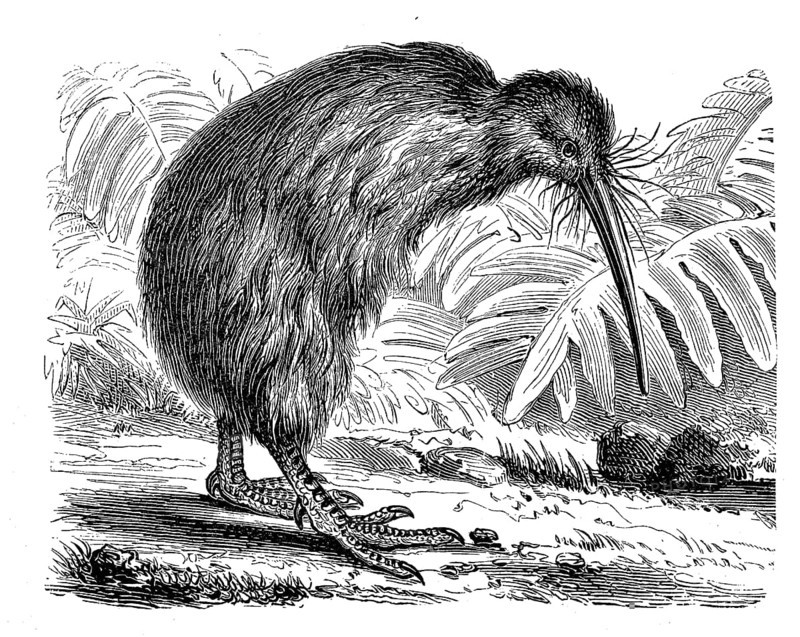 Southern striped kiwi, striped kiwi, tokoeka, Apteryx australis, historical, digital reproduction of an original from the 19th century