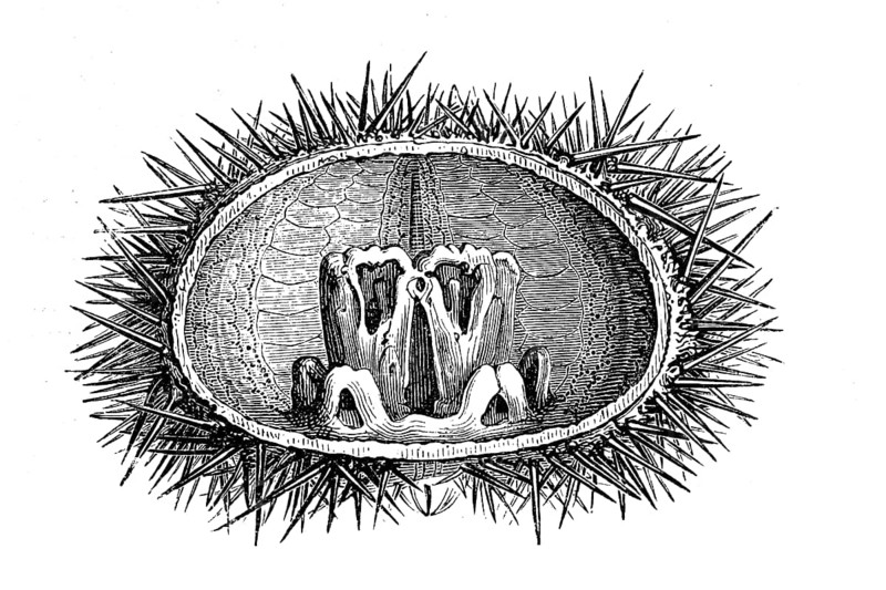Laterne des Aristoteles, Laterna Aristotelis, the inner jaw apparatus of sea urchins, especially of the pentameric Regularia and the Clypeasteridae, historical, digital reproduction of an original from the 19th century