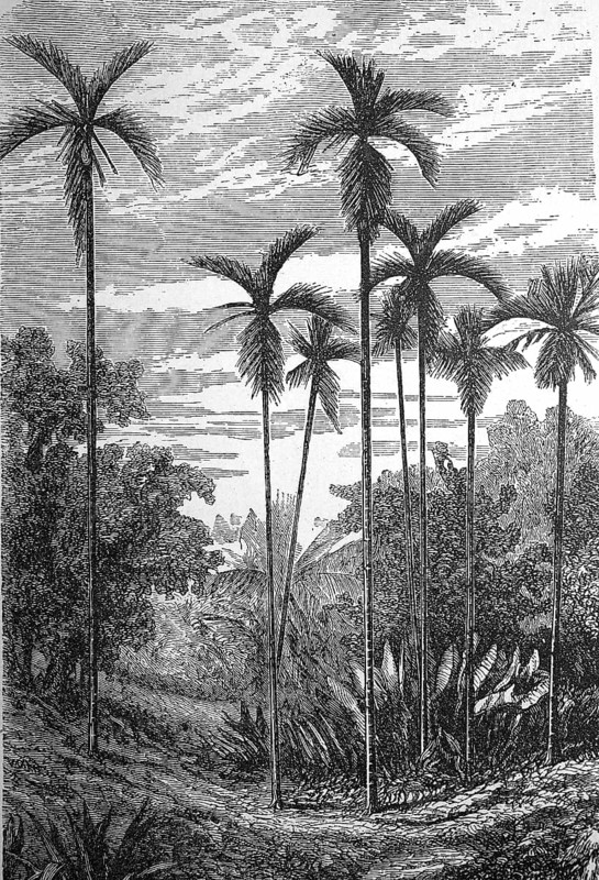 Betel nut palm, Areca catechu, also known as betel palm, catechu palm or areca palm, illustration from 1890, historical, digital reproduction of an original from the 19th century