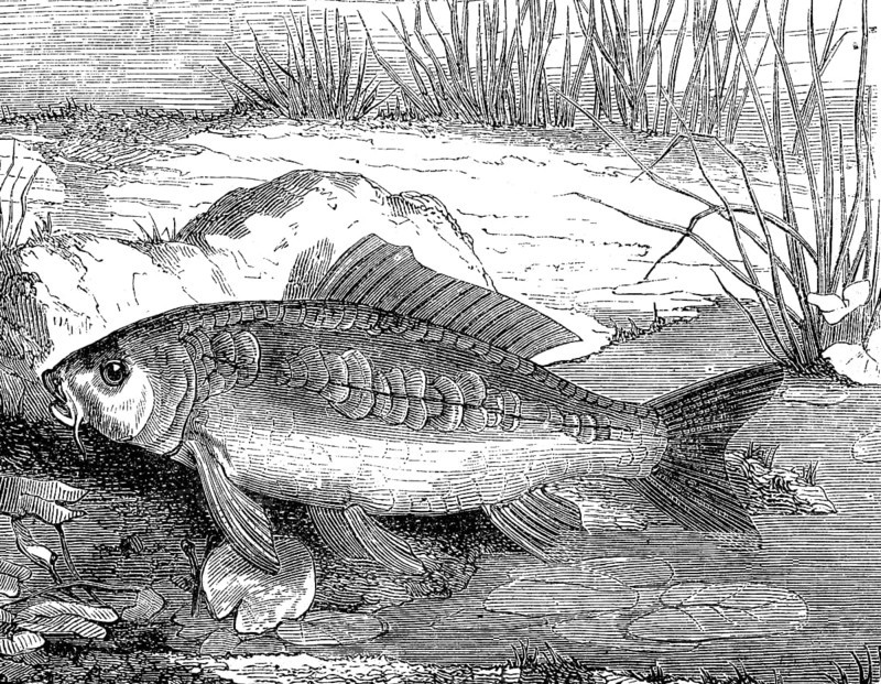 Carp, mirror carp, Cyprinus specularis, historical, digital reproduction of an original from the 19th century