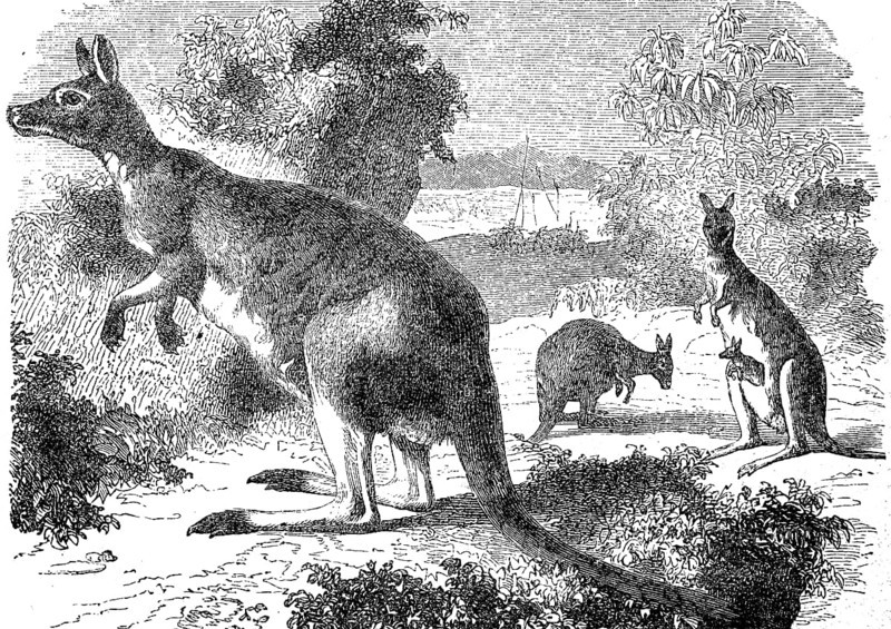 Giant kangaroo, Macropus giganteus, 1880, Historical, digital reproduction of an original from the 19th century