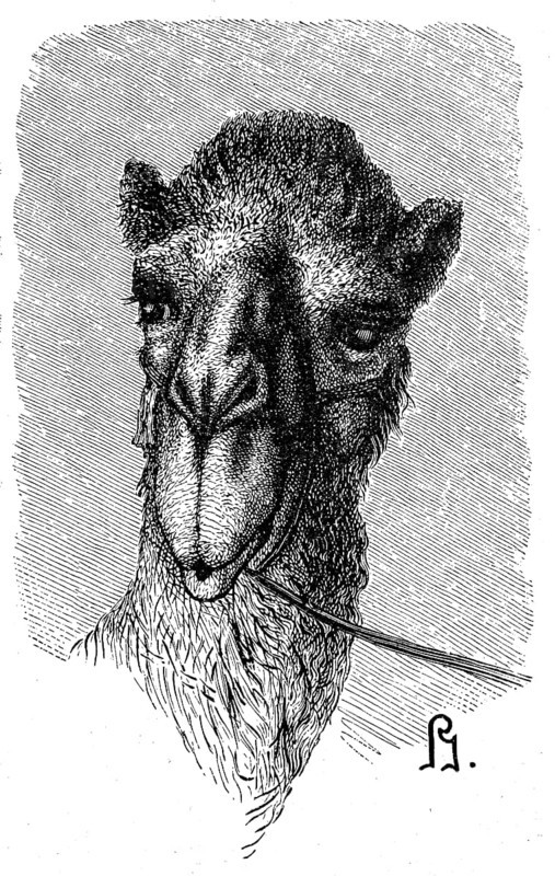 Dromedary, Camelus dromedarius, one-humped or Arabian camel, illustration from 1880, historical, digital reproduction of an original from the 19th century