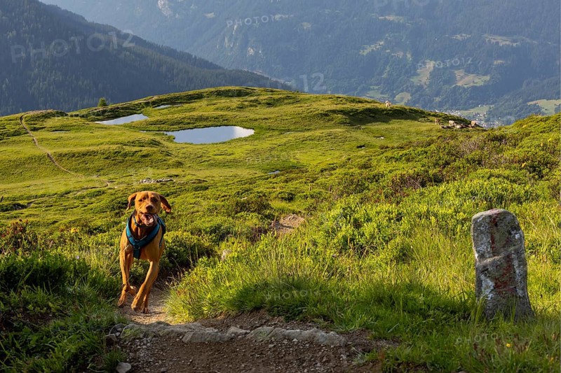 Vizslar male running on a trail in the Alps, behind Prättigau, Davos, Graubünden, Switzerland, Europe