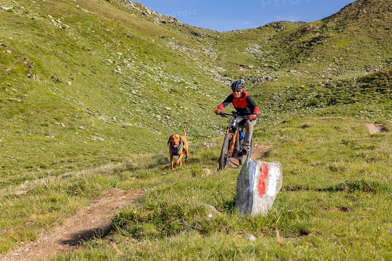 Mountain biker with traildog, man with Vizsla dog on a bike trail, Pischa, Flüela Pass, Grisons, Switzerland, Europe