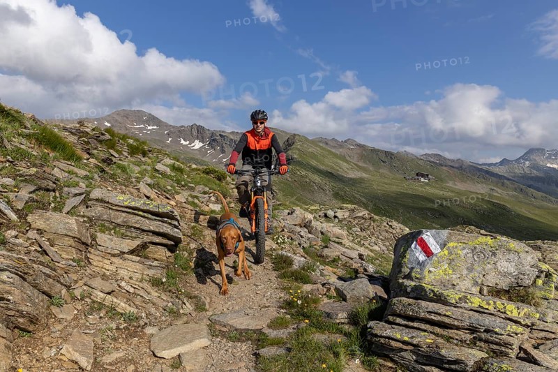 Mountain biker with traildog, man with Vizsla dog on a bike trail, Pischa, Flüela Pass, Grisons, Switzerland, Europe