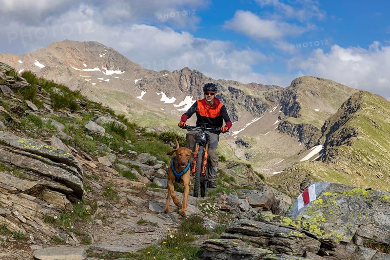 Mountain biker with traildog, man with Vizsla dog on a bike trail, Pischa, Flüela Pass, Grisons, Switzerland, Europe