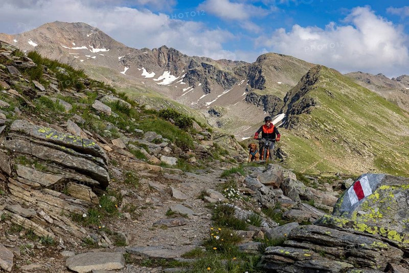 Mountain biker with traildog, man with Vizsla dog on a bike trail, Pischa, Flüela Pass, Grisons, Switzerland, Europe