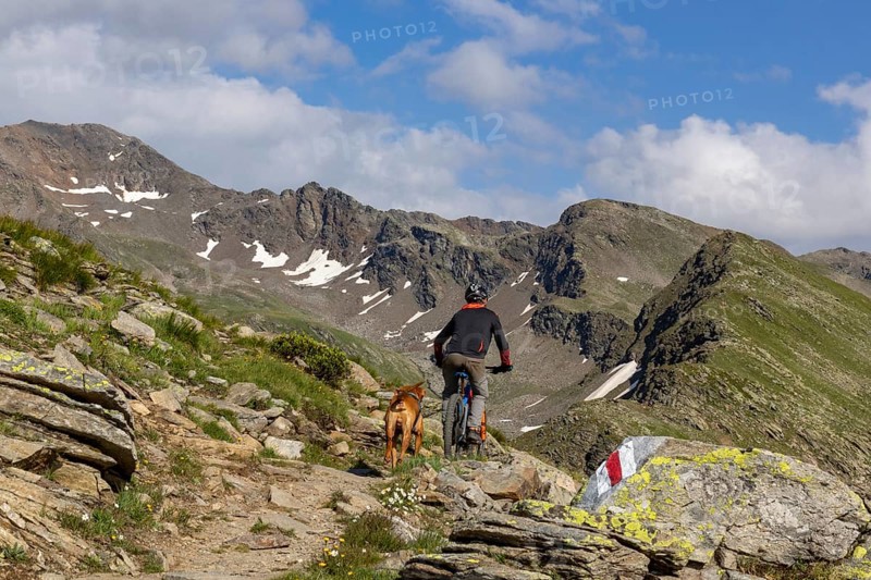 Mountain biker with traildog, man with Vizsla dog on a bike trail, Pischa, Flüela Pass, Grisons, Switzerland, Europe