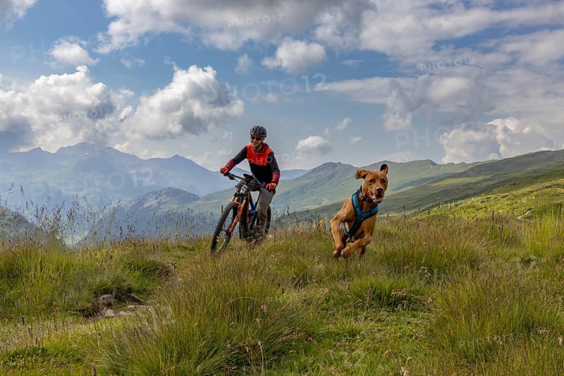 Mountain biker with traildog, man with Vizsla dog on a bike trail, Pischa, Flüela Pass, Grisons, Switzerland, Europe