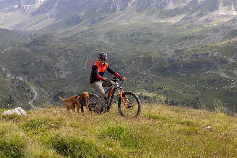 Mountain biker with traildog, man with Vizsla dog on a bike trail, Pischa, Flüela Pass, Grisons, Switzerland, Europe