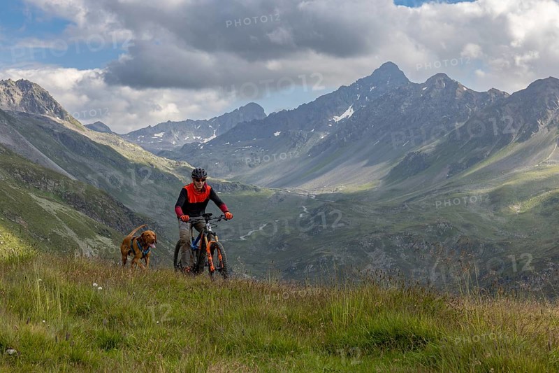 Mountain biker with traildog, man with Vizsla dog on a bike trail, Pischa, Flüela Pass, Grisons, Switzerland, Europe