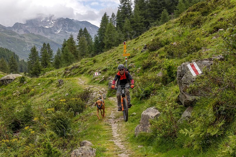 Mountain biker with traildog, man with Vizsla dog on a bike trail, Pischa, Flüela Pass, Grisons, Switzerland, Europe