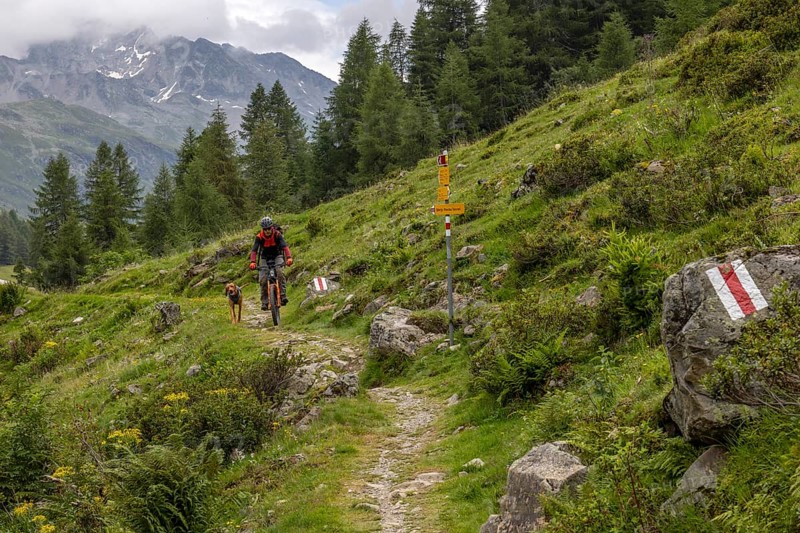 Mountain biker with traildog, man with Vizsla dog on a bike trail, Pischa, Flüela Pass, Grisons, Switzerland, Europe