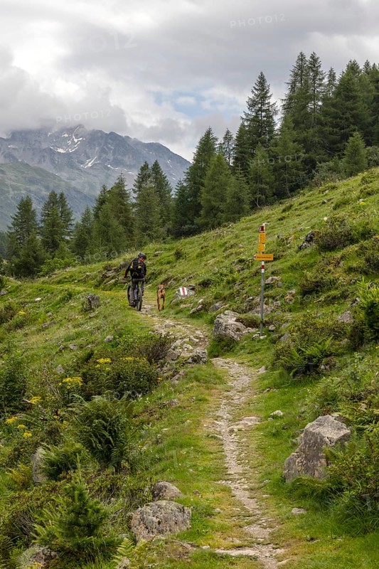 Mountain biker with traildog, man with Vizsla dog on a bike trail, Pischa, Flüela Pass, Grisons, Switzerland, Europe