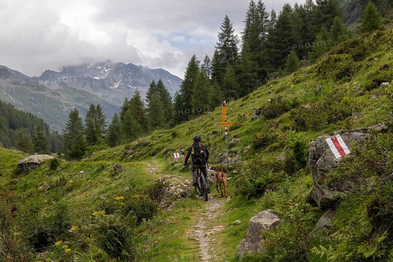 Mountain biker with traildog, man with Vizsla dog on a bike trail, Pischa, Flüela Pass, Grisons, Switzerland, Europe