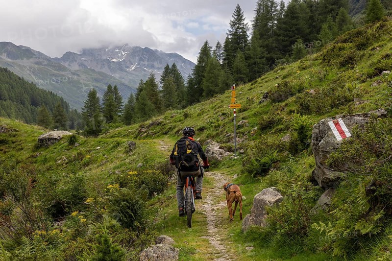 Mountain biker with traildog, man with Vizsla dog on a bike trail, Pischa, Flüela Pass, Grisons, Switzerland, Europe