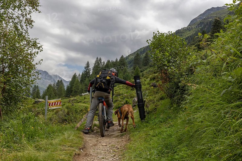 Mountain biker with traildog, man with Vizsla dog on a bike trail, Pischa, Flüela Pass, Grisons, Switzerland, Europe