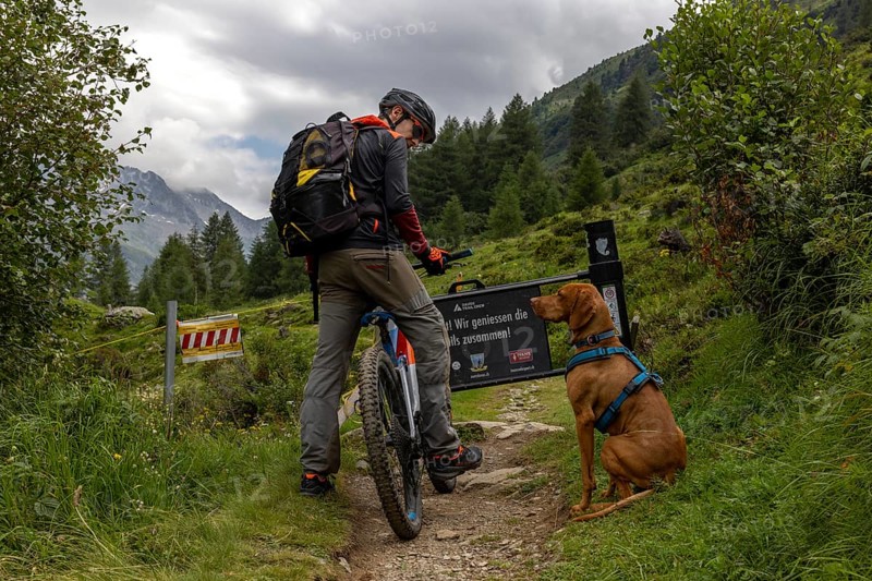 Mountain biker with traildog, man with Vizsla dog on a bike trail, Pischa, Flüela Pass, Grisons, Switzerland, Europe