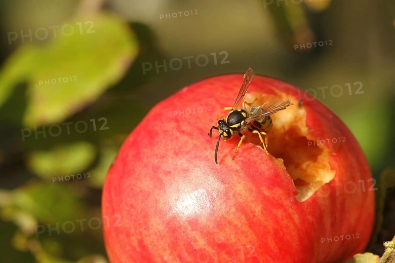 Saxon wasp (Dolichovespula saxonica) licking juice from the wound of a ripe apple, Lower Austria, Austria, Europe, Lower Austria, Austria, Europe