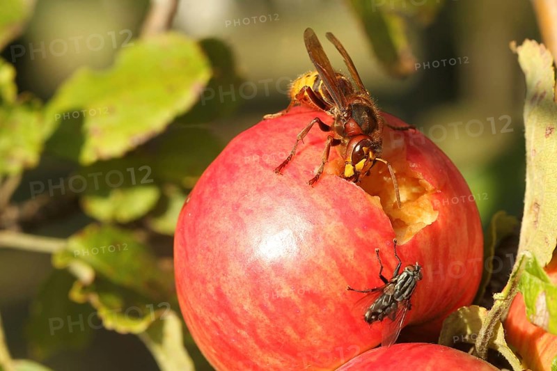 European hornet (Vespa crabro) licks juice from the wound of a ripe apple, size comparison with grey Sarcophaga carnaria Lower Austria, Austria, Europe, Lower Austria, Austria, Europe