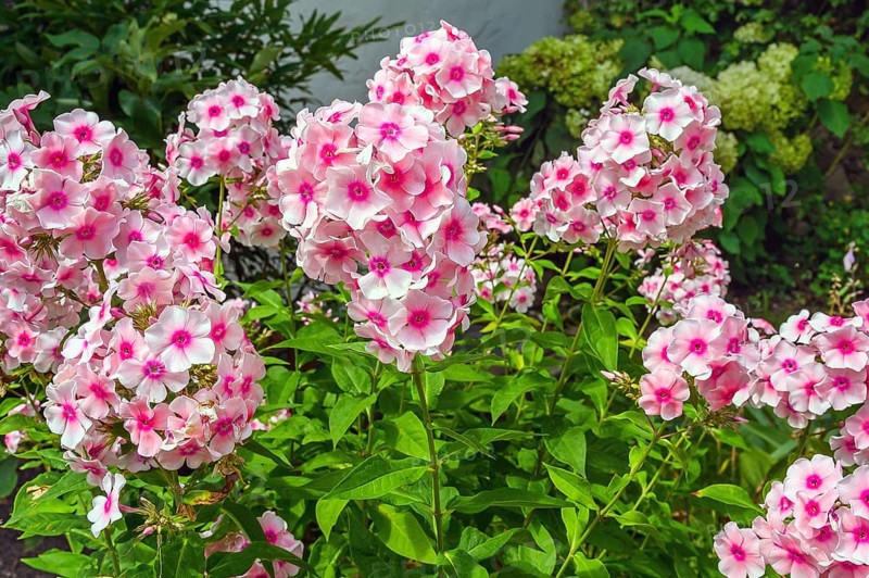 Garden phlox (Phlox paniculata), Bavaria, Germany, Europe