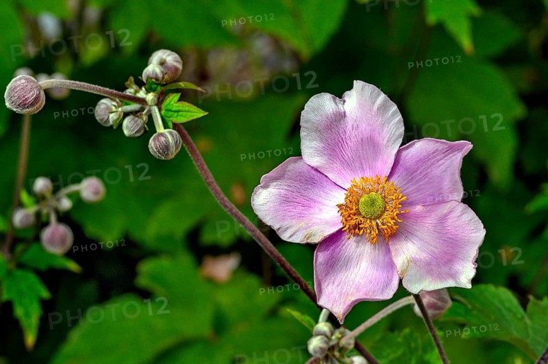Chinese anemone (Anemone hupehensis), Germany, Europe