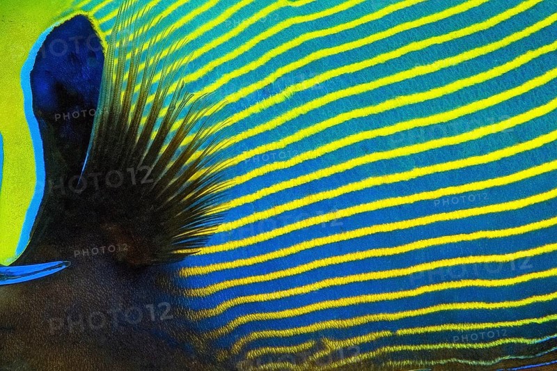 Extreme close-up of pectoral fin and coloured scales Fish scales of Emperor Angelfish (Pomacanthus imperator), Pacific, Indo-Pacific, Indian Ocean
