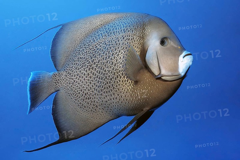Gray angelfish (Pomacanthus arcuatus) swimming in front of blue sea water blue background, Caribbean Sea