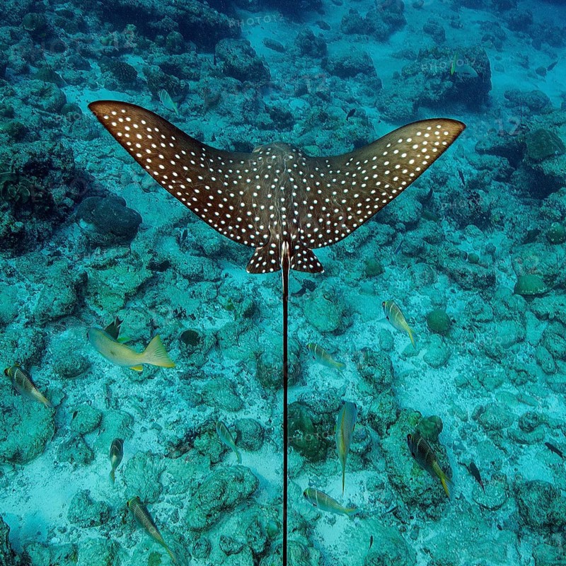 Top view of pattern back wings with white dots spots of Spotted eagle ray (Aetobatus ocellatus) swimming over seabed reef top of coral reef, Indian Ocean, Indo-Pacific, Maldives, Asia