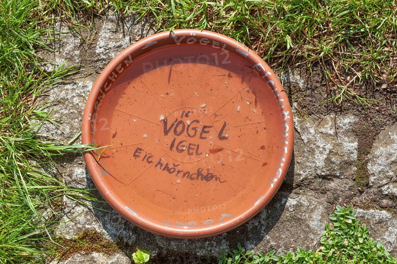 Water-filled bowl on the ground as a drinking trough for birds, hedgehogs and squirrels, Germany, Europe