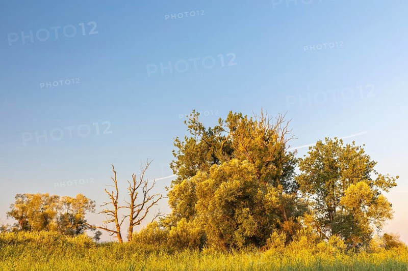 Willows (Salix), willow family (Salicaceae), Lake Constance, Eriskircher Ried nature reserve, Eriskirch, Baden-Württemberg, Germany, Europe