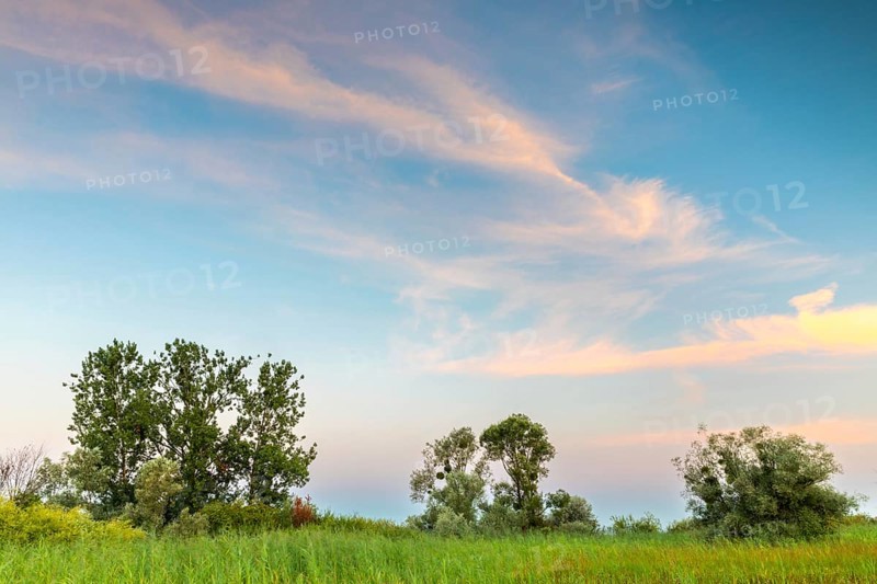 Willows (Salix), willow family (Salicaceae) in front of coloured clouds, Lake Constance, Eriskircher Ried nature reserve, Eriskirch, Baden-Württemberg, Germany, Europe