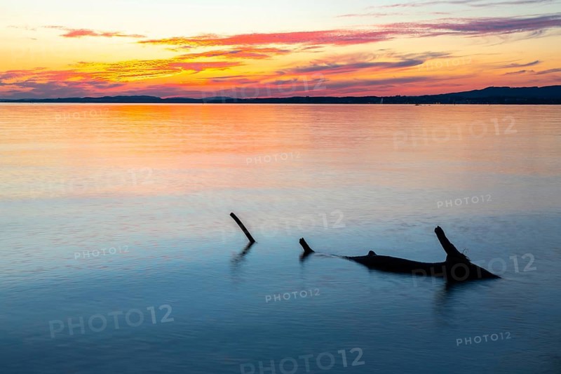 Tree trunk in the water in front of sunset, deadwood, Lake Constance, Langenargen, Baden-Württemberg, Germany, Europe