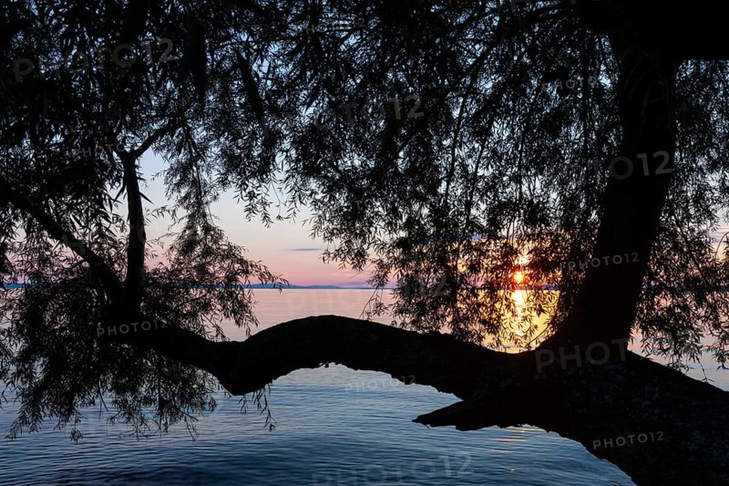 Willow (Salix), willow family (Salicaceae) in front of sunset, Lake Constance, Langenargen, Baden-Württemberg, Germany, Europe