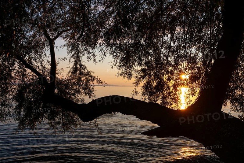 Willow (Salix), willow family (Salicaceae) in front of sunset, Lake Constance, Langenargen, Baden-Württemberg, Germany, Europe