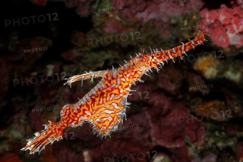 Ornate ghost pipefish (Solenostomus paradoxus) Ghost pipefish, ragged ghostfish, ragged ghostfish, Indo-Pacific, Andaman Sea, Thailand, Asia