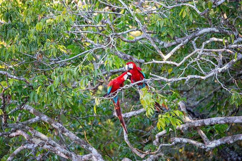 Red-and-green macaw (Ara chloropterus) Buraco das Araras Brazil